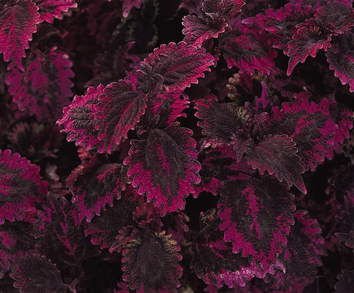 Coleus Florida Sun Rose