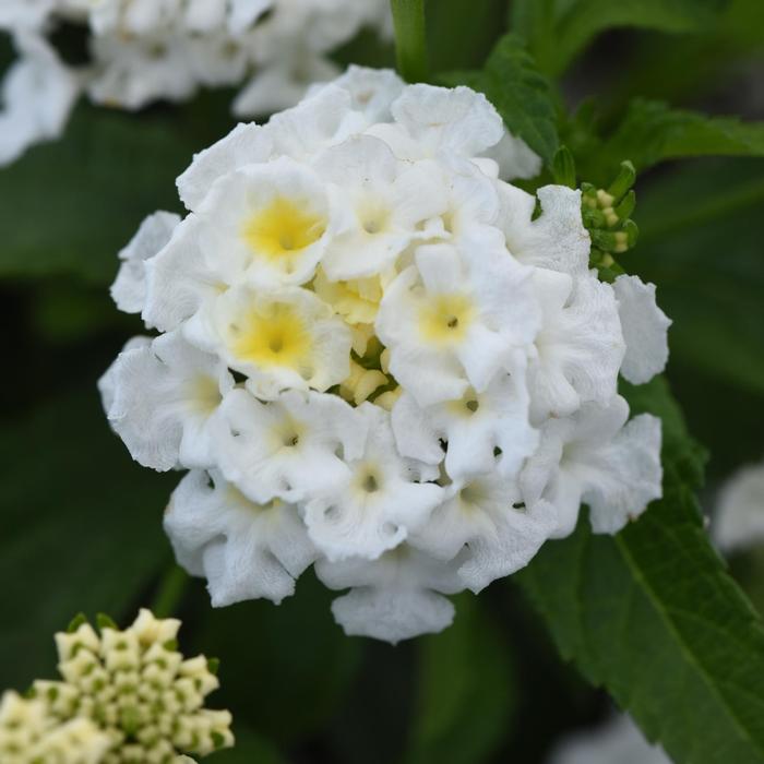 Lantana Shamrock™ White