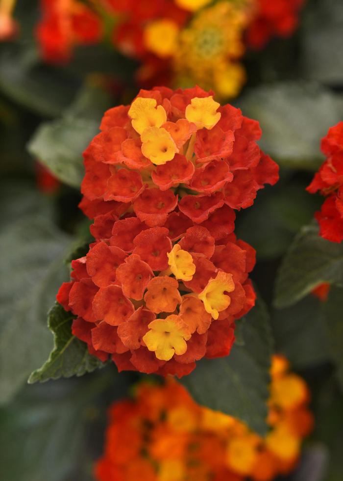 Lantana Shamrock™ Red