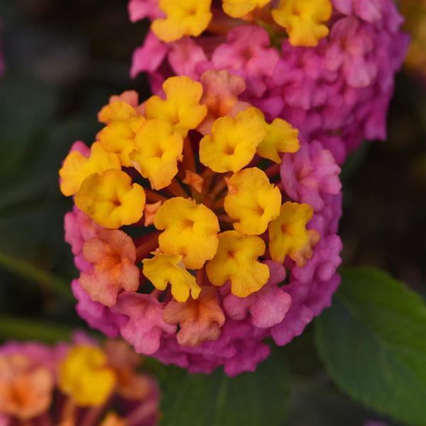 Lantana PassionFruit