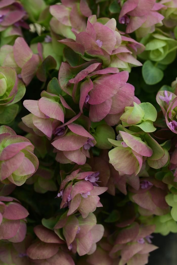 Ornamental Oregano Origanum Kirigami