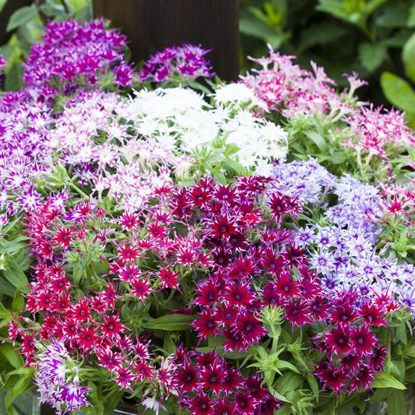 Phlox drummondii Popstars Mix 