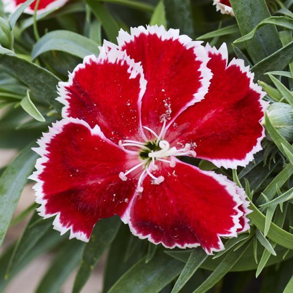 Dianthus chinensis Diana Scarlet Bicolor