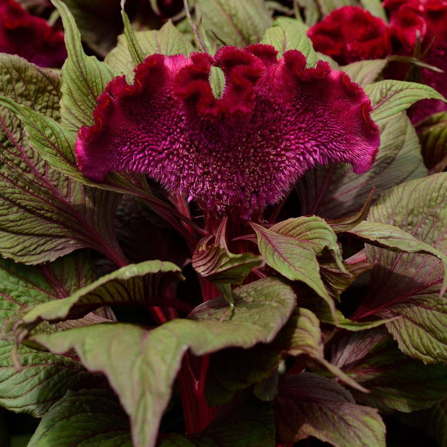 Celosia cristata Dracula