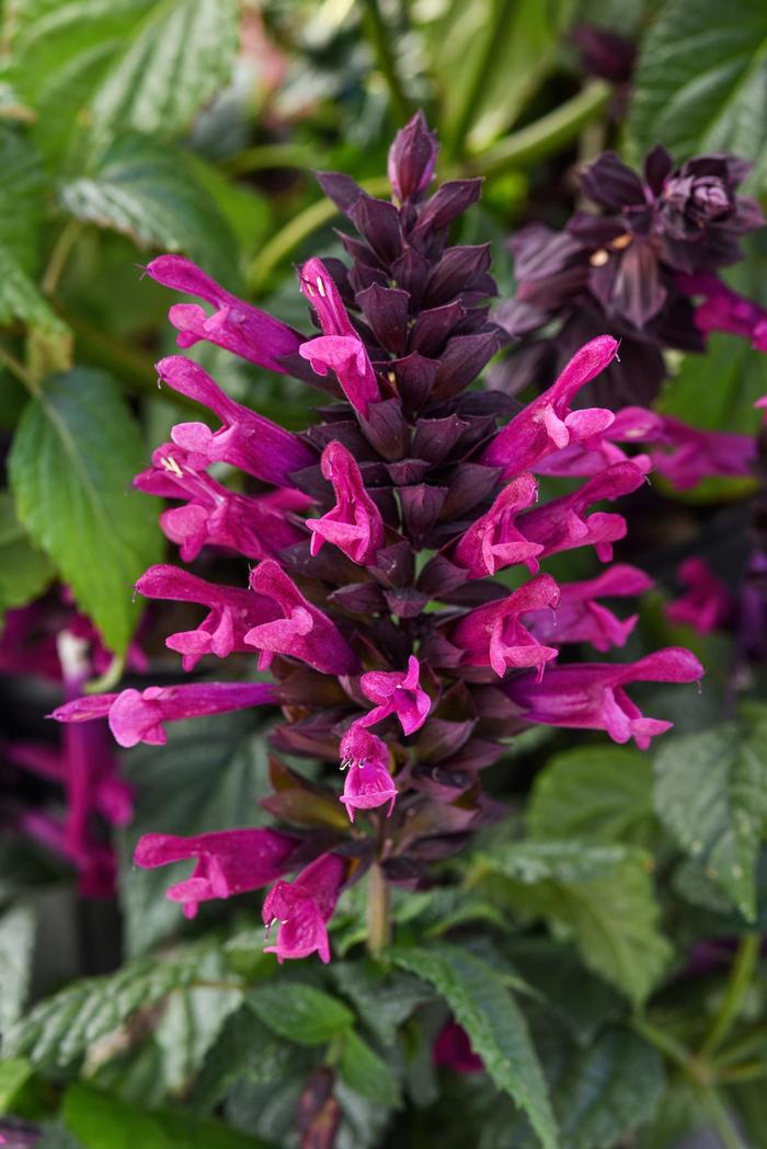 Salvia Plum Crazy