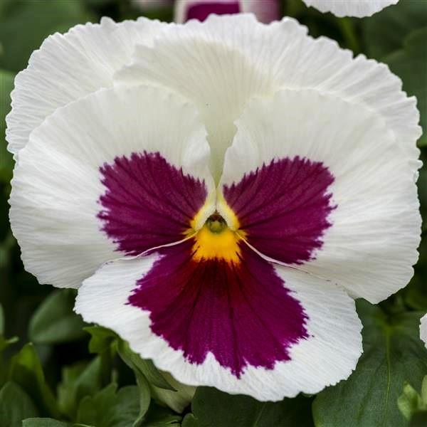 Pansy Spring Grandio White with Rose Blotch