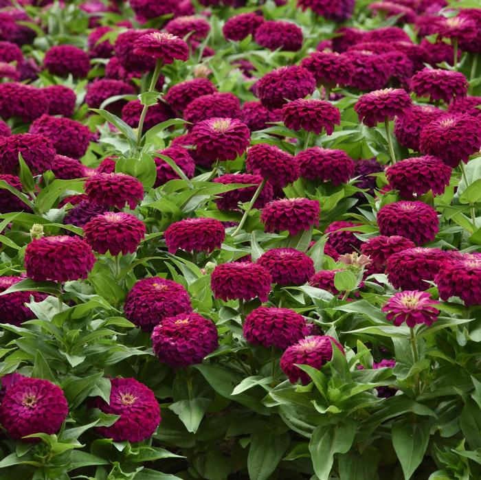 Zinnia elegans Zesty™ Purple