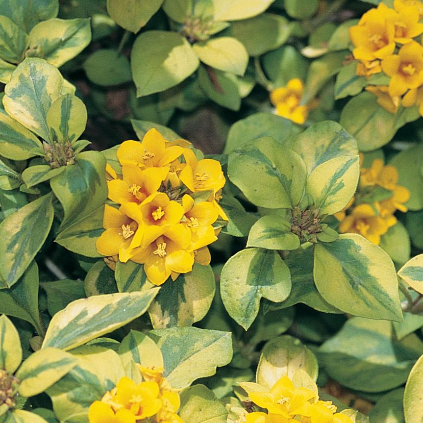 Lysimachia congestiflora Variegated 