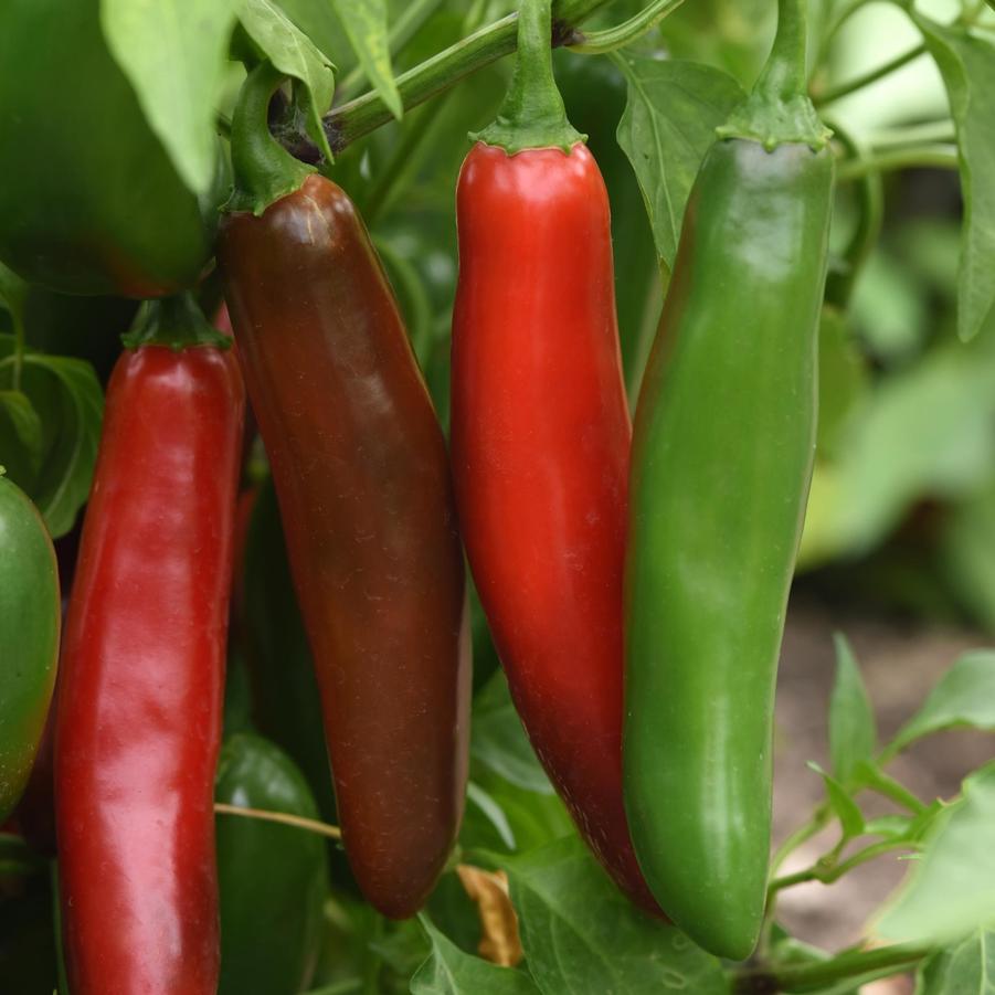 Pepper Capsicum Annum Pathfinder