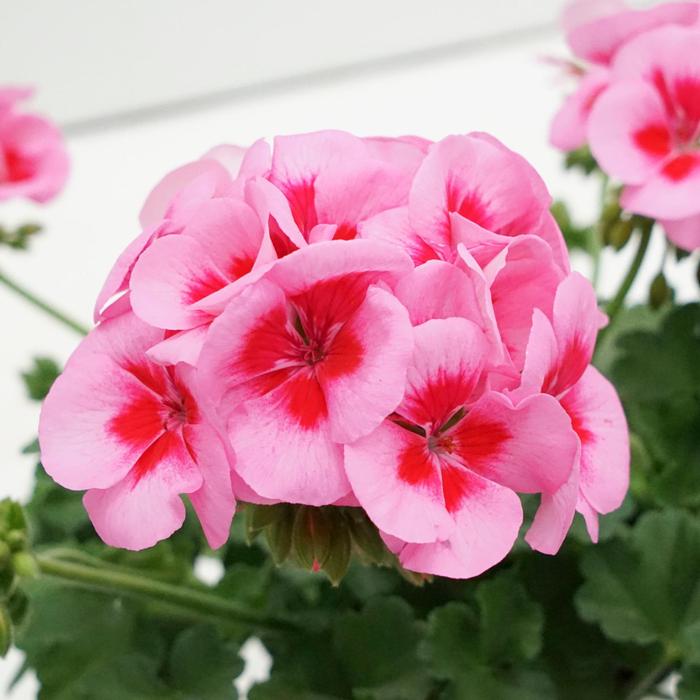 Geranium (Zonal) Sunrise™ Rose+Big Eye