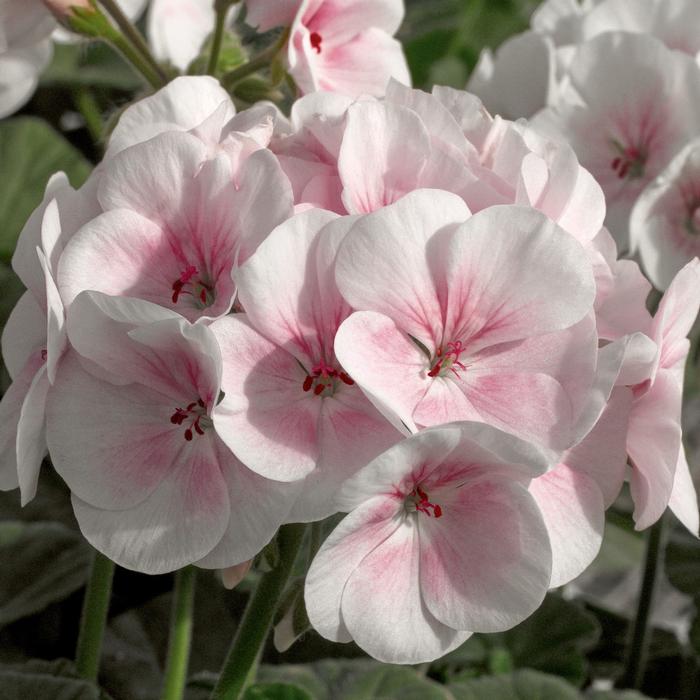 Geranium (Zonal) Maverick™ Appleblossom