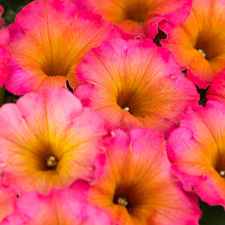 Petunia Flower Shower™ Mayan Sunset