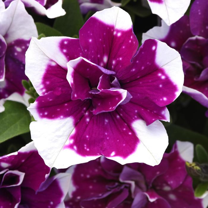 Petunia SweetSunshine™ Magenta Sky