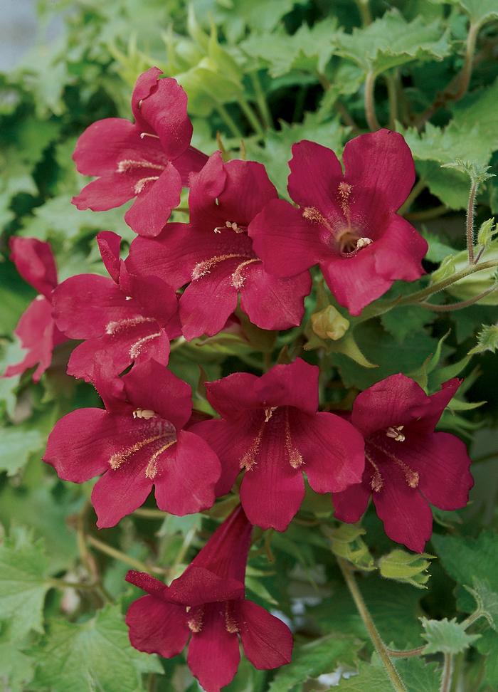 Lophospermum Lofos® Wine Red