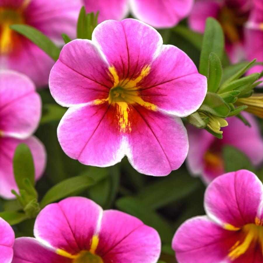 Calibrachoa MiniFamous® Uno Pink Starfruit