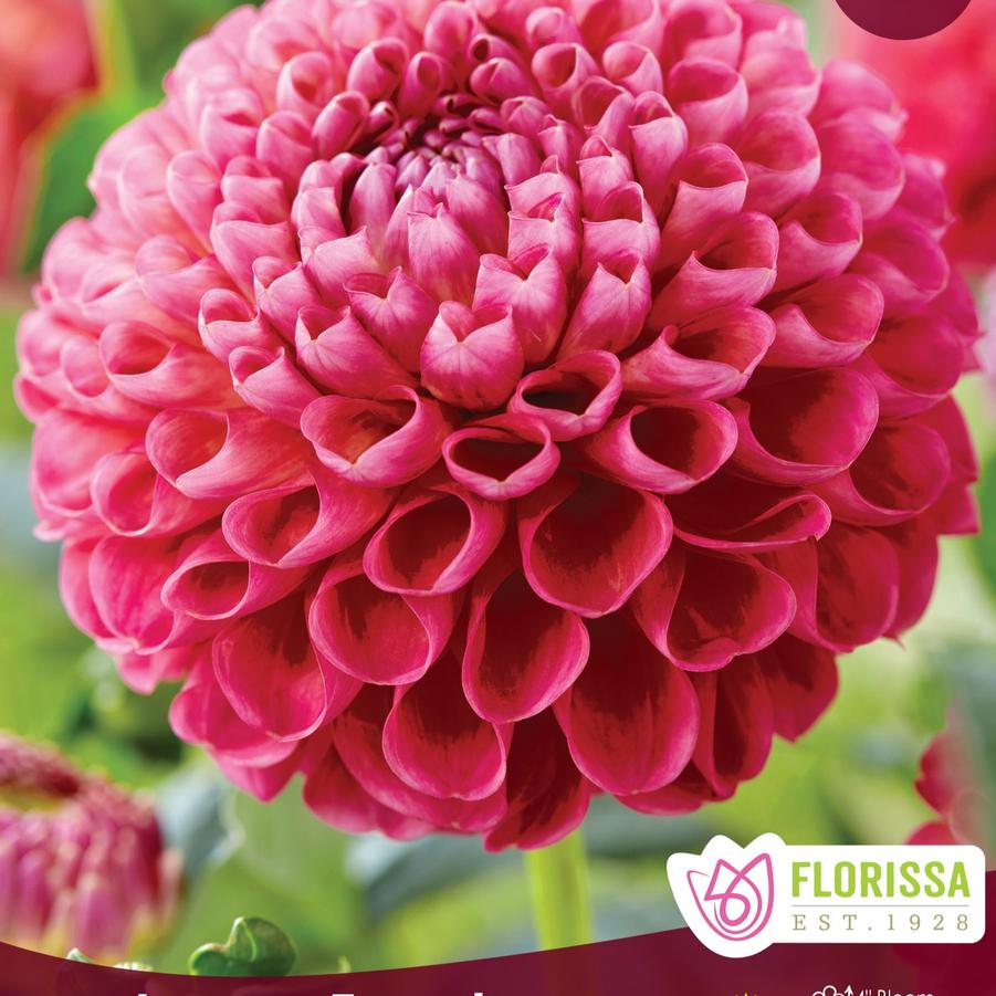 Dahlia Jowey Frambo