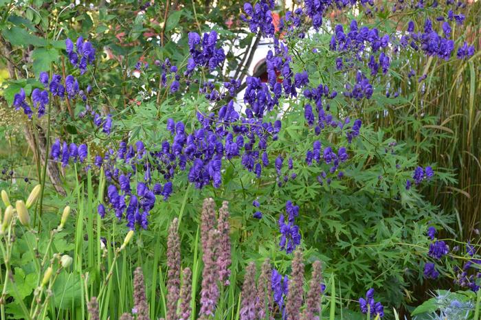 Aconitum napellus 