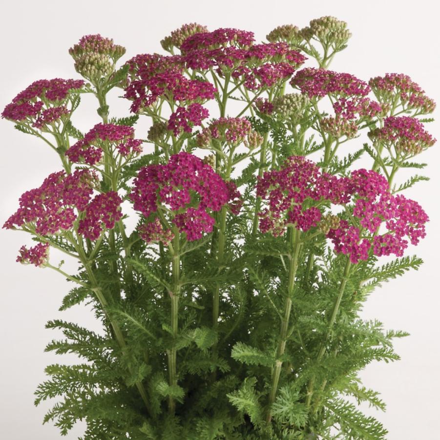 Achillea millefolium Milly Rock™ Rose