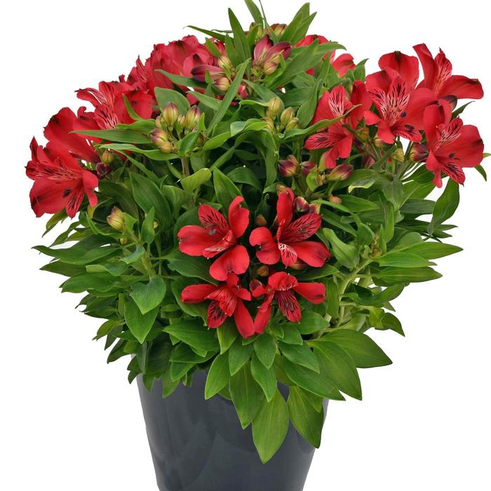 Alstroemeria Inca Lolly™