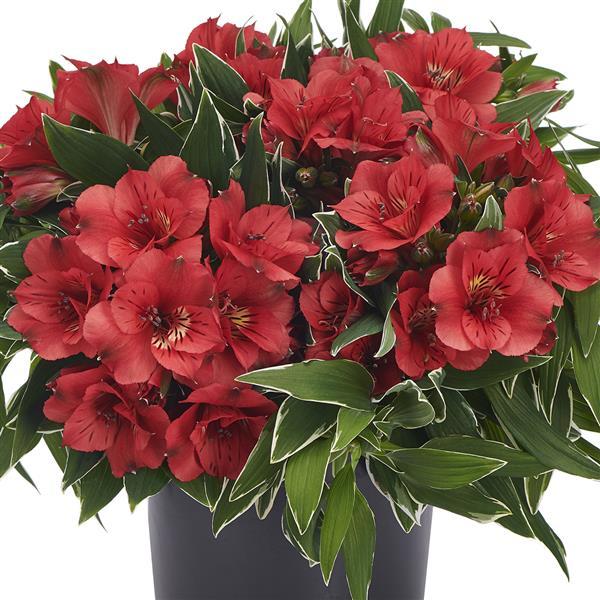 Alstroemeria Colorita® Katiana