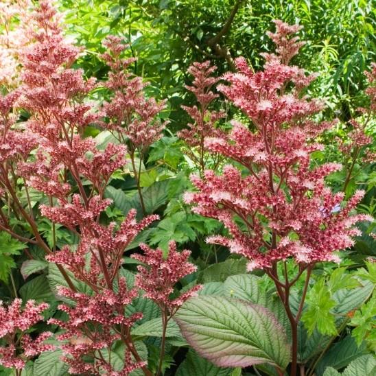 Rodgersia pinnata Superba