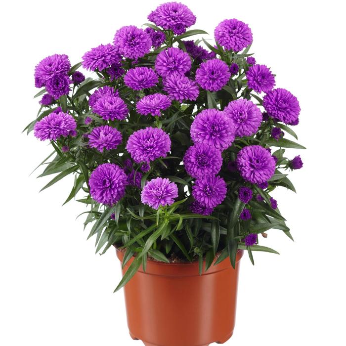 Aster (per) novi-belgii Showmakers® Pretty Pink