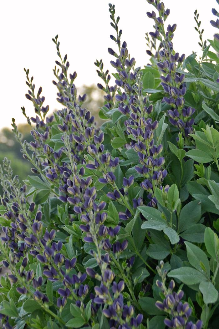 Baptisia australis Indigo Spires