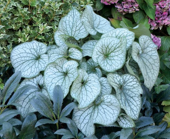 Brunnera macrophylla Alexander's Great