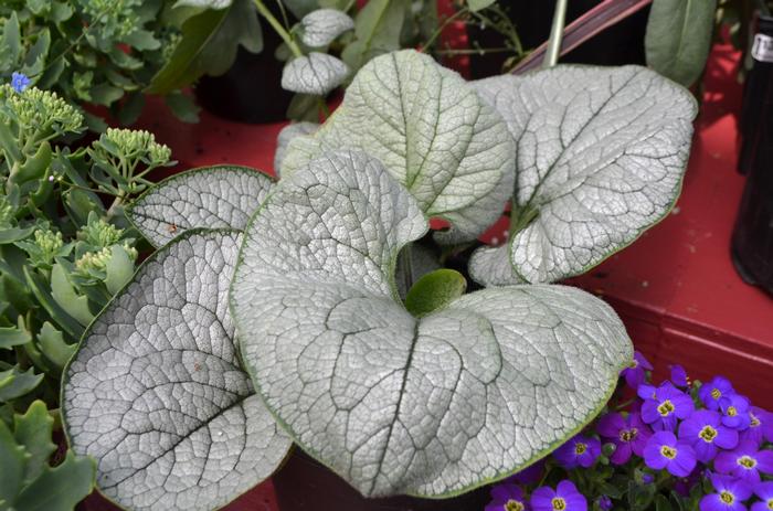 Brunnera macrophylla Sea Heart