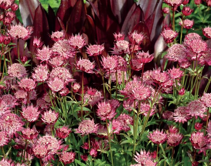 Astrantia major Hadspen Blood