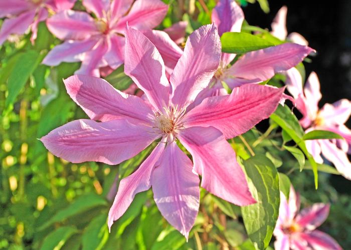 Clematis Pink Fantasy