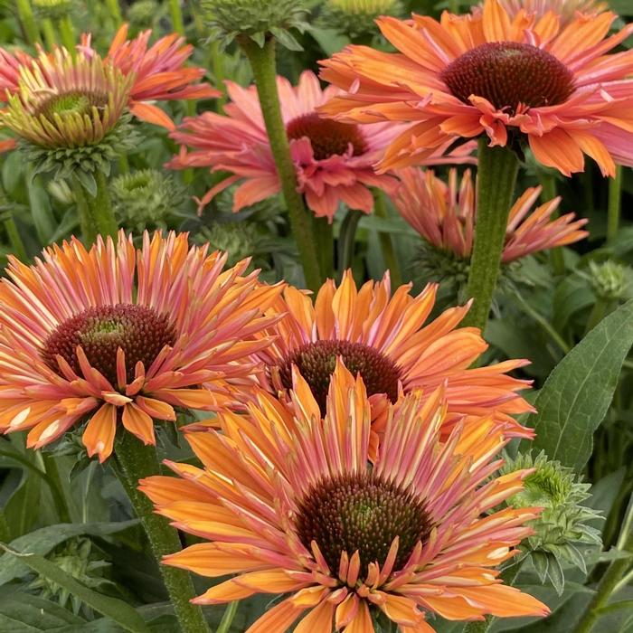 Echinacea Sunseekers Rainbow