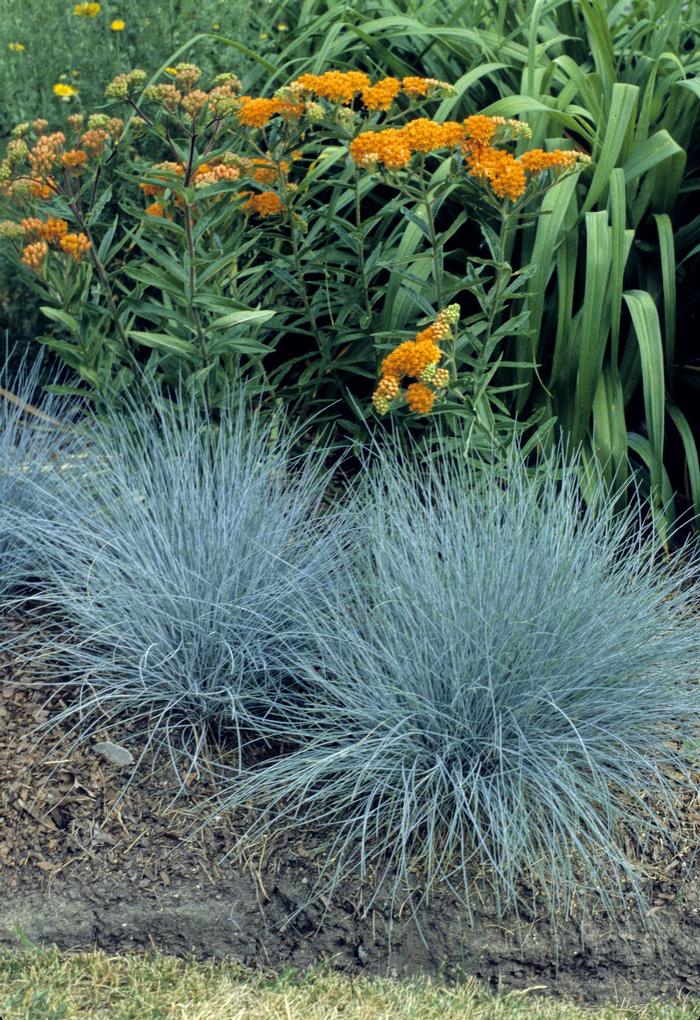 GR Festuca ovina glauca Elijah Blue