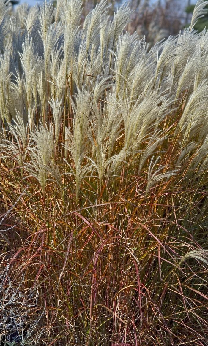 Miscanthus Purpurascens