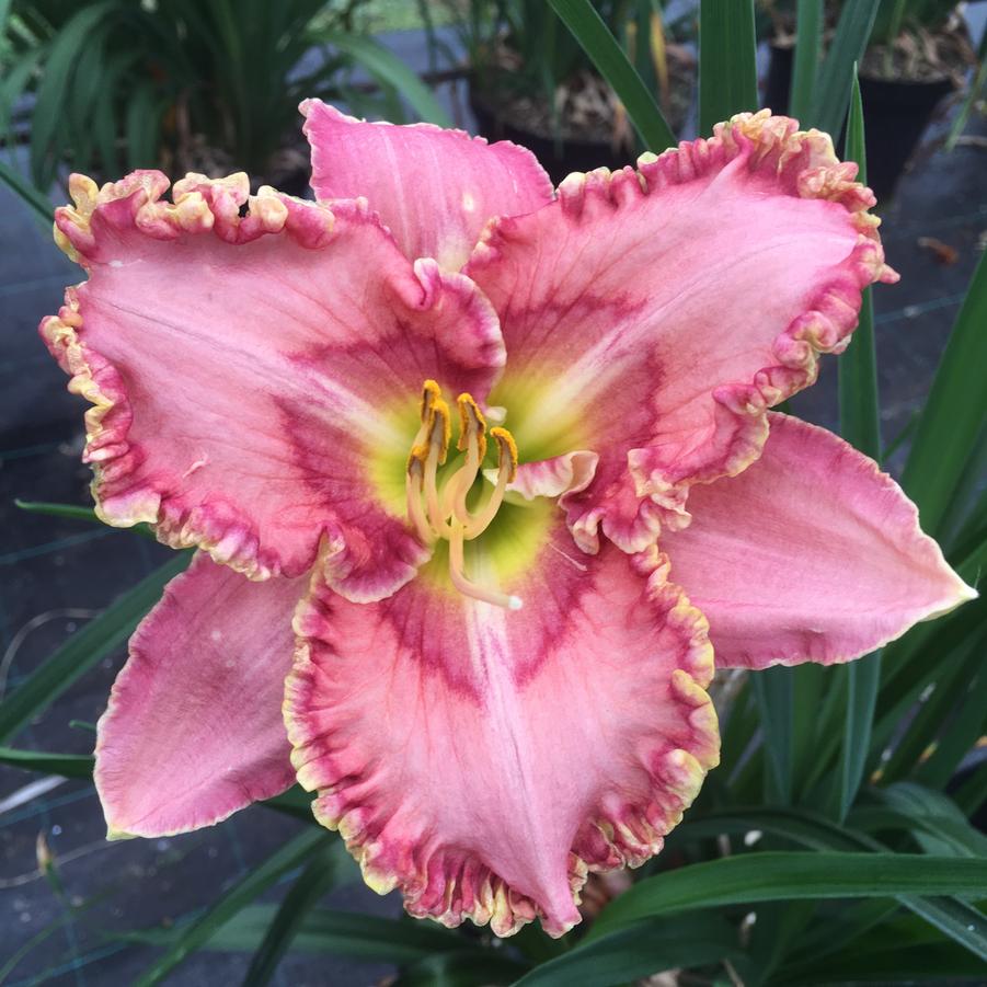 Hemerocallis Princess Tutu