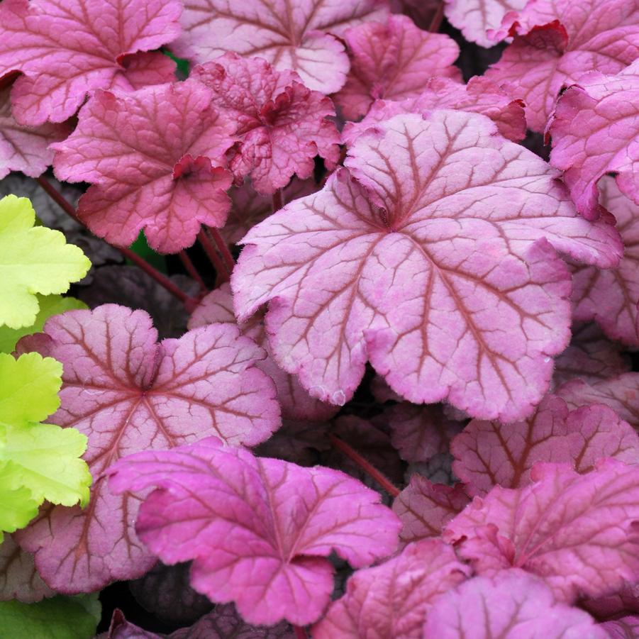 Heuchera Berry Smoothie