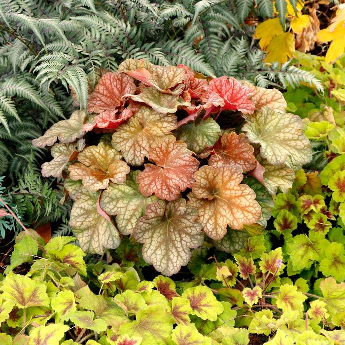 Heuchera Changeling