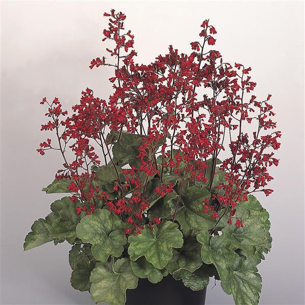 Heuchera Ruby Bells