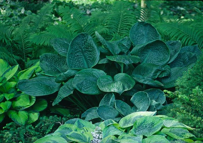 Hosta Blue Umbrellas