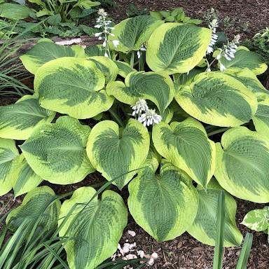 Hosta Climax