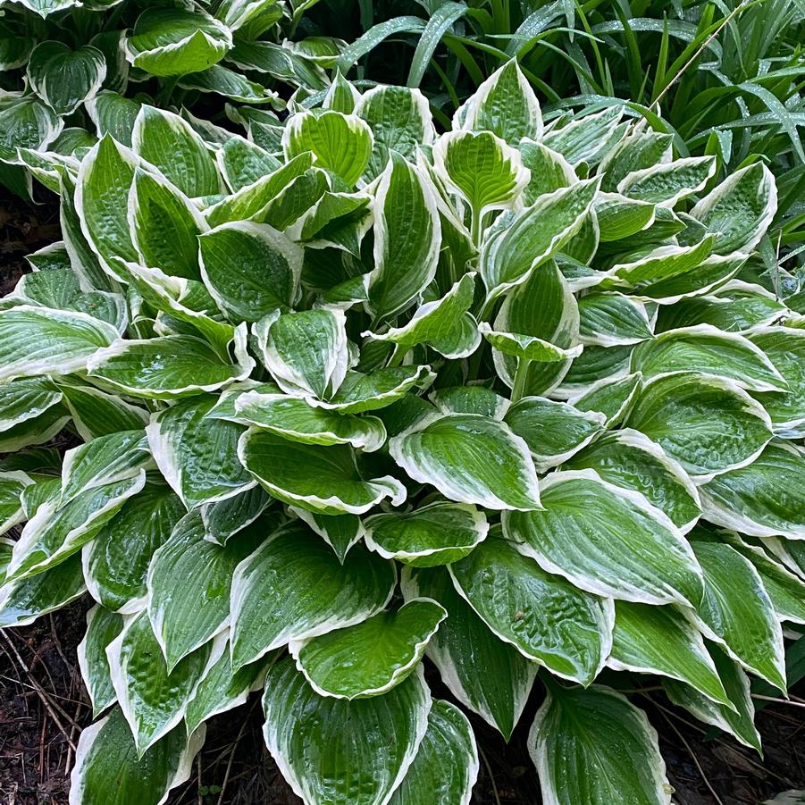 Hosta Francee