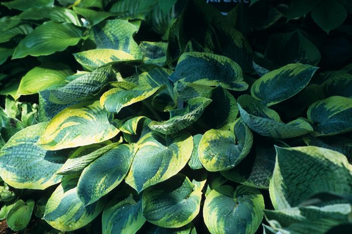 Hosta Tokudama Flavocircinalis