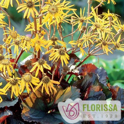 Ligularia dentata Britt Marie Crawford