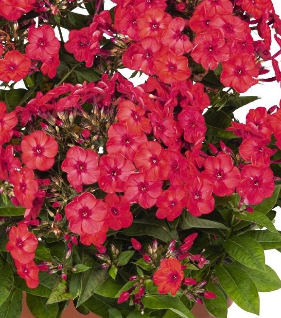 Phlox (per) paniculata Flame® Watermelon