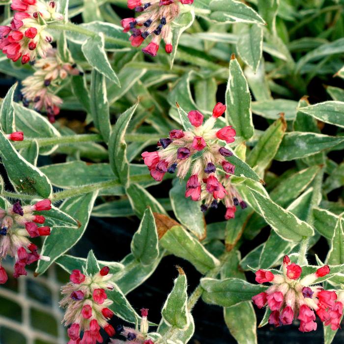 Pulmonaria Raspberry Frost