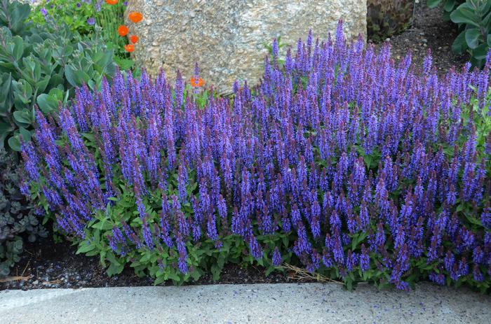 Salvia (per) nemorosa Sensation™ Sky Blue