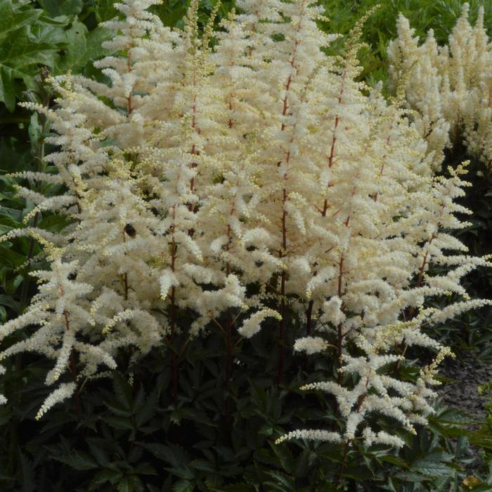 Astilbe x arendsii Cappuccino