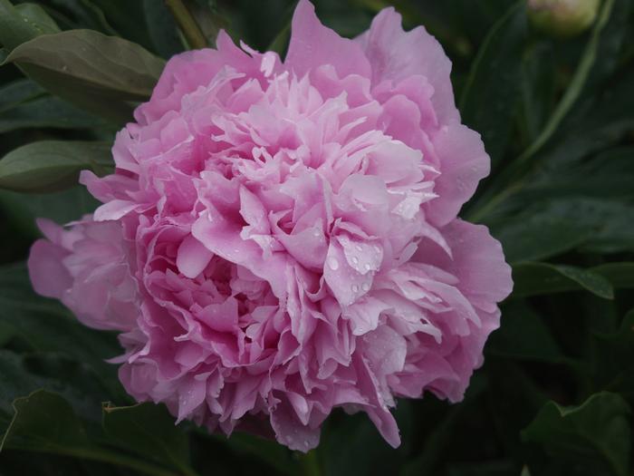 Paeonia lactiflora Dinner Plate