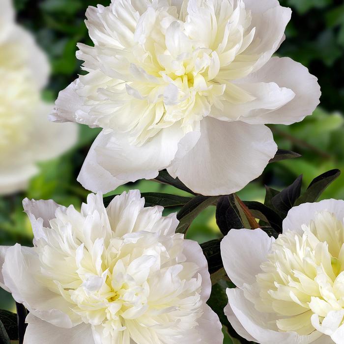 Paeonia lactiflora Duchess de Nemours