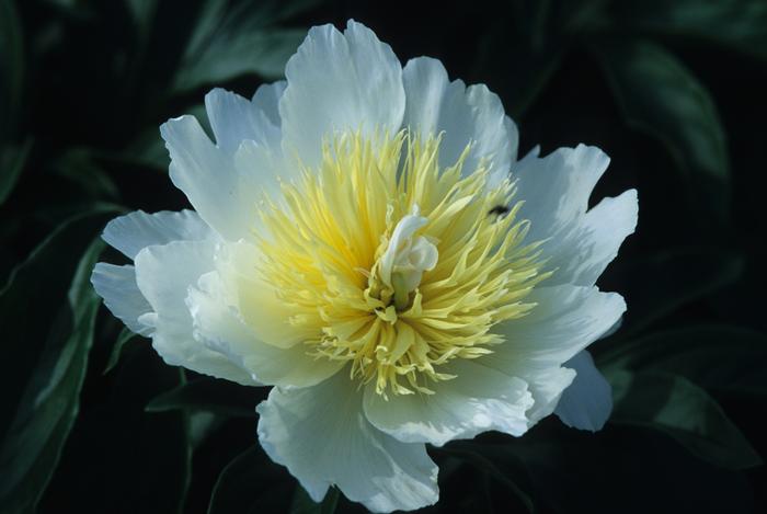 Paeonia lactiflora Honey Gold